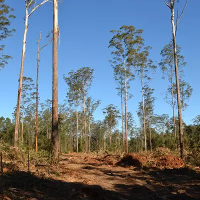 Cleared forest area with scattered tall trees stretches under the blue sky, revealing a landscape of sustainably sourced hardwood. The ground is covered with fallen branches and debris, narrating a tale of nature's resilience.