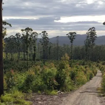 A dirt path winds through a forest of tall hardwood trees with a cloudy sky above and distant hills in the background, suggesting a landscape where nature's beauty is sustainably sourced.