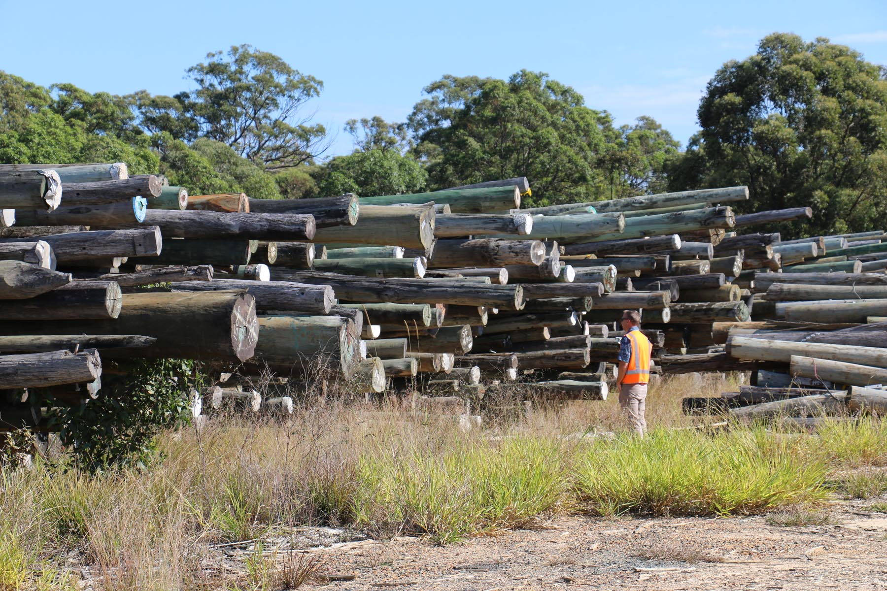 A person in an orange vest stands next to large stacks of cut logs in an outdoor area with trees in the background.