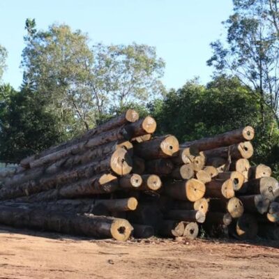 Sourcing Timber